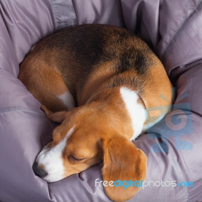 Beagle On A Soft Chair Stock Photo