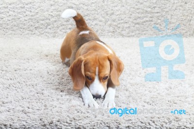 Beagle On The Carpet Stock Photo