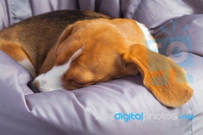 Beagle On The Soft Chair Stock Photo