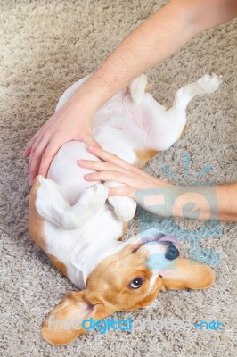 Beagle Puppy Stock Photo