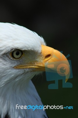 Beak And Eye Of An Eagle Stock Photo