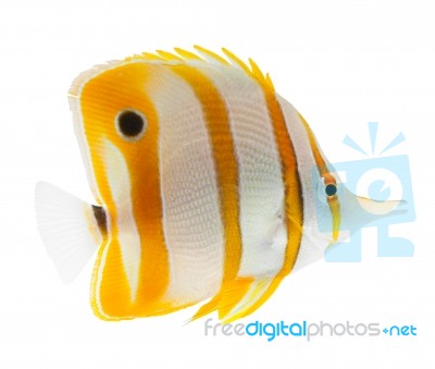 Beak Coralfish Stock Photo