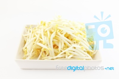 Bean Sprout Stock Photo