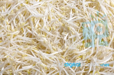 Bean Sprout Stock Photo