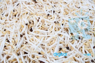 Bean Sprouts Stock Photo