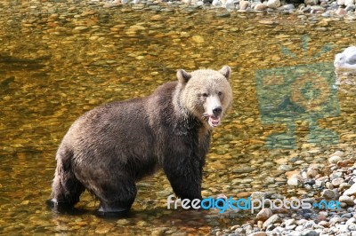 Bear Stock Photo