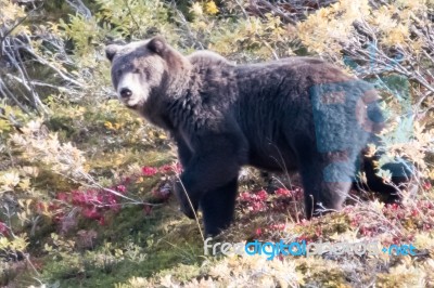 Bear In Denali National Park, Alaska Stock Photo