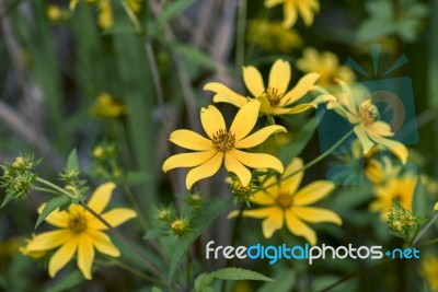 Bearded Beggartick (bidens Aristosa) Stock Photo