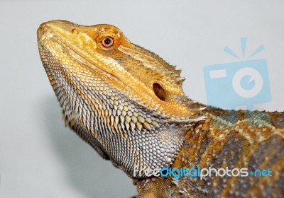 Bearded Dragon Stock Photo