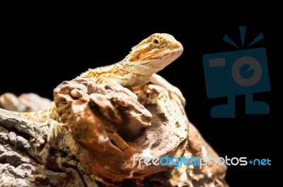 Bearded Dragon Stock Photo