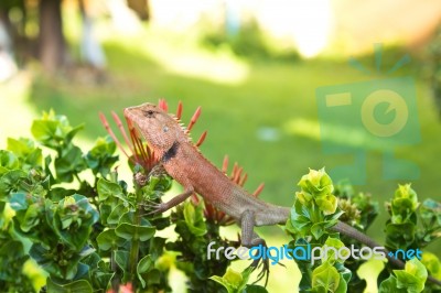 Bearded Dragon Stock Photo