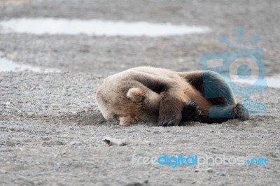 Bears In Katmai National Park, Alaska Stock Photo