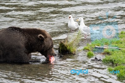 Bears In Katmai National Park, Alaska Stock Photo