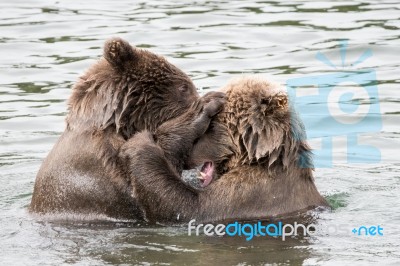 Bears In Katmai National Park, Alaska Stock Photo