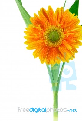 Beauiful Orange Flower Stock Photo