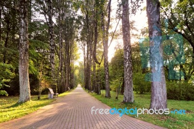 Beautiful Autumn Pathway In Park. Old High Birch Trees Stock Photo