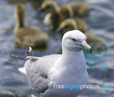 Beautiful Background Of A Gull And The Canada Geese Near The Lake Stock Photo