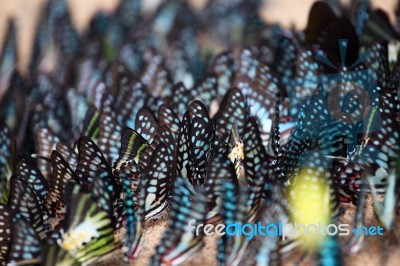 Beautiful Background Of Common Bluebottle Butterfly Wings Stock Photo