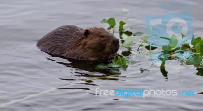 Beautiful Background With A Beaver Eating Leaves In The Lake Stock Photo