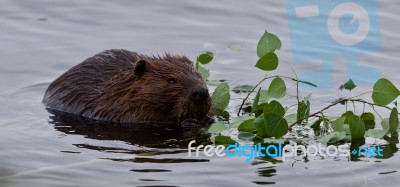 Beautiful Background With A Beaver Eating Leaves In The Lake Stock Photo