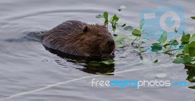 Beautiful Background With A Beaver Eating Leaves In The Lake Stock Photo