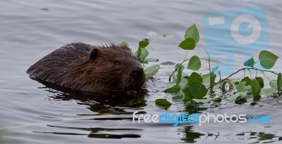 Beautiful Background With A Beaver Eating Leaves In The Lake Stock Photo