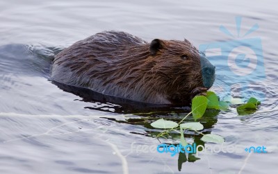 Beautiful Background With A Beaver Eating Leaves In The Lake Stock Photo