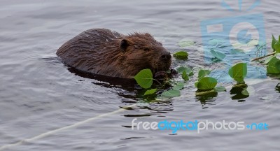 Beautiful Background With A Beaver Eating Leaves In The Lake Stock Photo