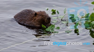 Beautiful Background With A Beaver Eating Leaves Of A Branch In The Lake Stock Photo