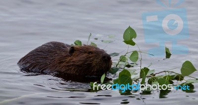 Beautiful Background With A Beaver Eating Leaves Of A Tree In The Lake Stock Photo