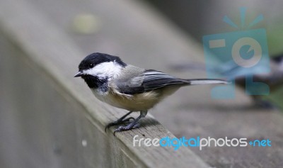 Beautiful Background With A Black-capped Chickadee Bird Stock Photo