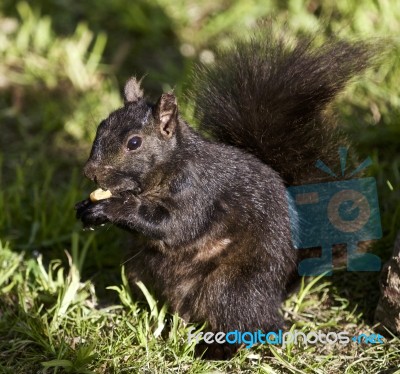 Beautiful Background With A Black Squirrel Stock Photo