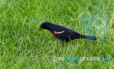 Beautiful Background With A Blackbird On A Grass Stock Photo