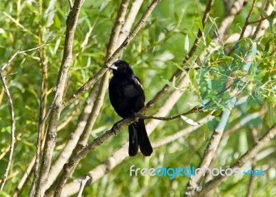 Beautiful Background With A Blackbird Sitting Stock Photo