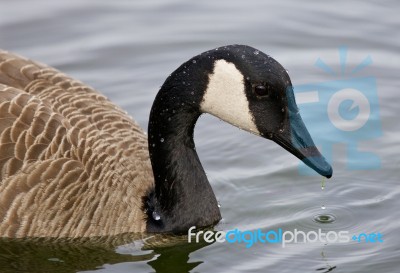 Beautiful Background With A Canada Goose Stock Photo