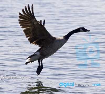 Beautiful Background With A Canada Goose Taking Off From The Water Stock Photo