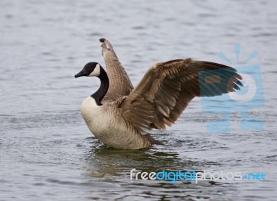 Beautiful Background With A Canada Goose With The Strong Wings Stock Photo