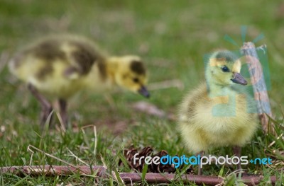 Beautiful Background With A Chick Of The Canada Geese Stock Photo