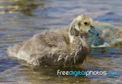 Beautiful Background With A Chick Of The Canada Geese Stock Photo