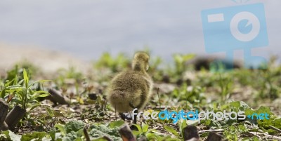 Beautiful Background With A Chick Of The Canada Geese Stock Photo