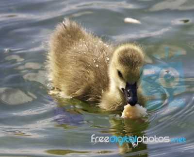 Beautiful Background With A Chick Of The Canada Geese Eating Stock Photo