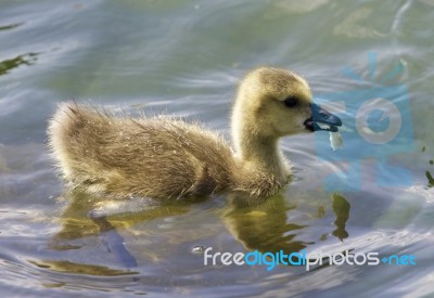 Beautiful Background With A Chick Of The Canada Geese Eating Stock Photo