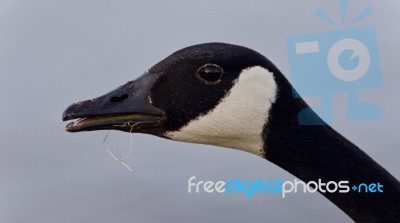 Beautiful Background With A Cute Canada Goose Stock Photo