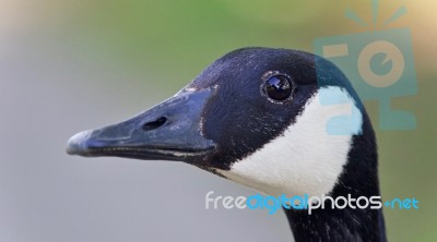 Beautiful Background With A Cute Canada Goose Stock Photo