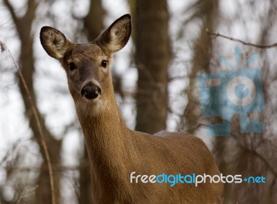 Beautiful Background With A Cute Deer In The Forest Stock Photo