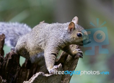 Beautiful Background With A Cute Funny Squirrel Stock Photo