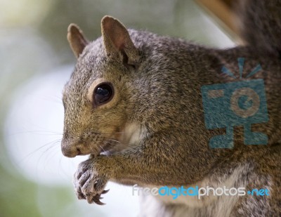 Beautiful Background With A Cute Funny Squirrel Stock Photo