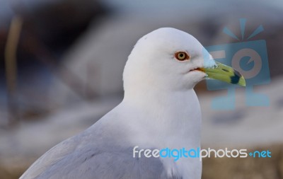 Beautiful Background With A Cute Gull Stock Photo