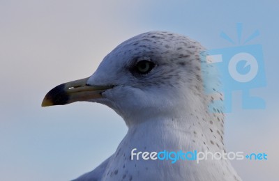 Beautiful Background With A Cute Gull And The Sky Stock Photo