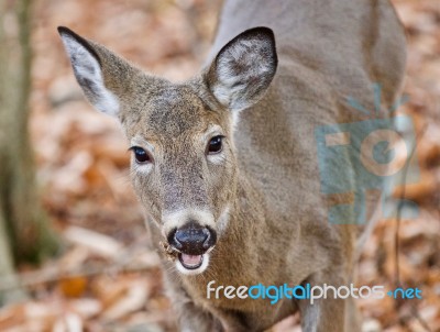 Beautiful Background With A Cute Wild Deer Eating In Forest Stock Photo